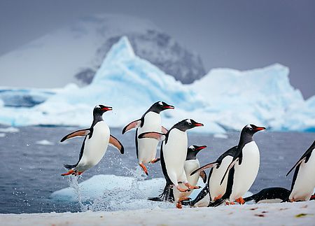 Pinguine, die aus dem Meer auf eine Eisscholle springen