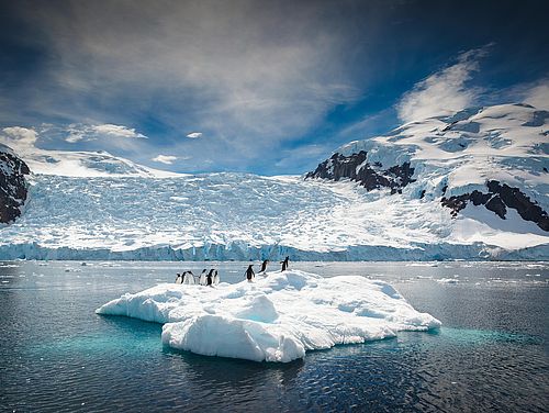 Pinguine auf Eisscholle