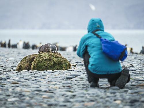 Fotografie von Tieren Antarktis