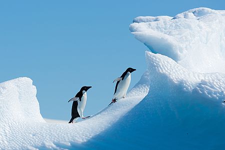 Antarktis Adeliepinguin 