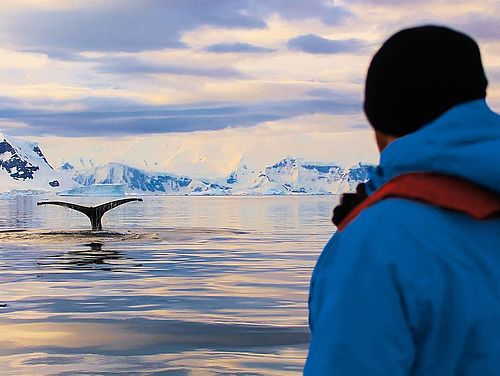 Abtauchende Walflosse in der Antarktis