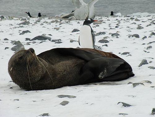 Seebär und Pinguin in der Antarktis