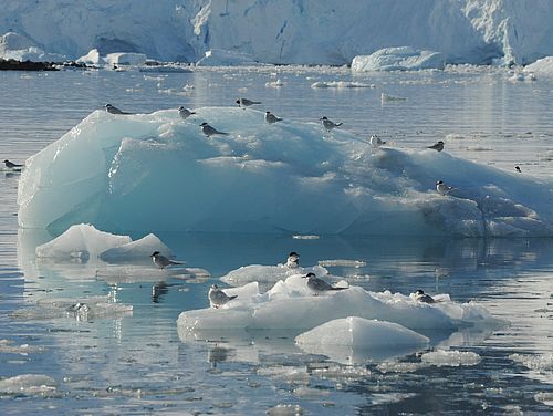 Antarktis Seeschwalben Eisschollen