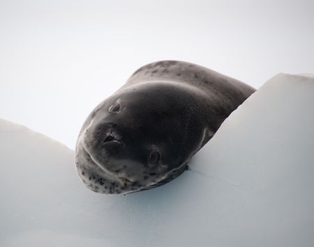 Antarktis Seeleopard